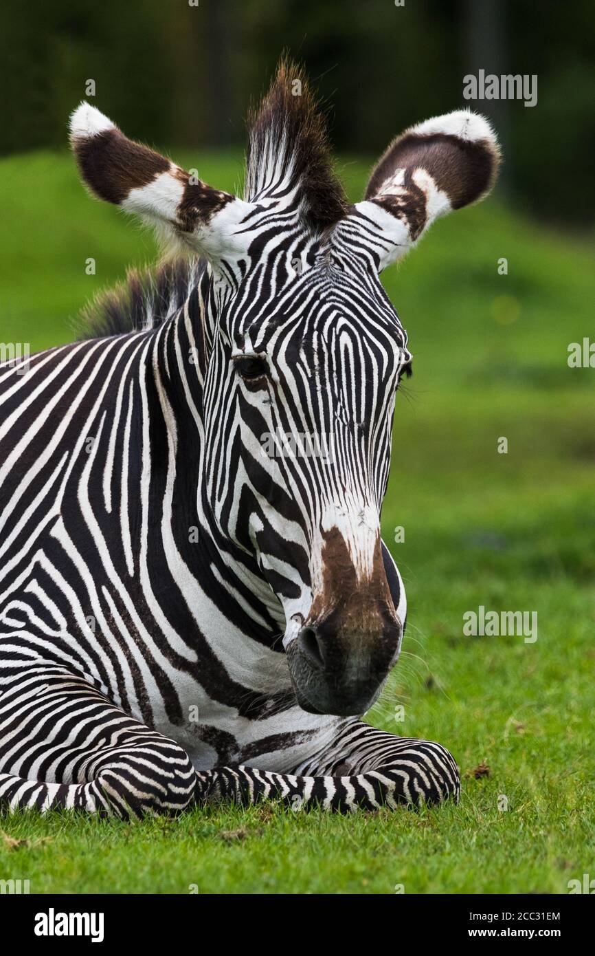 Nahaufnahme eines kaiserlichen Zebras, das auf dem grünen Gras ruht. Stockfoto