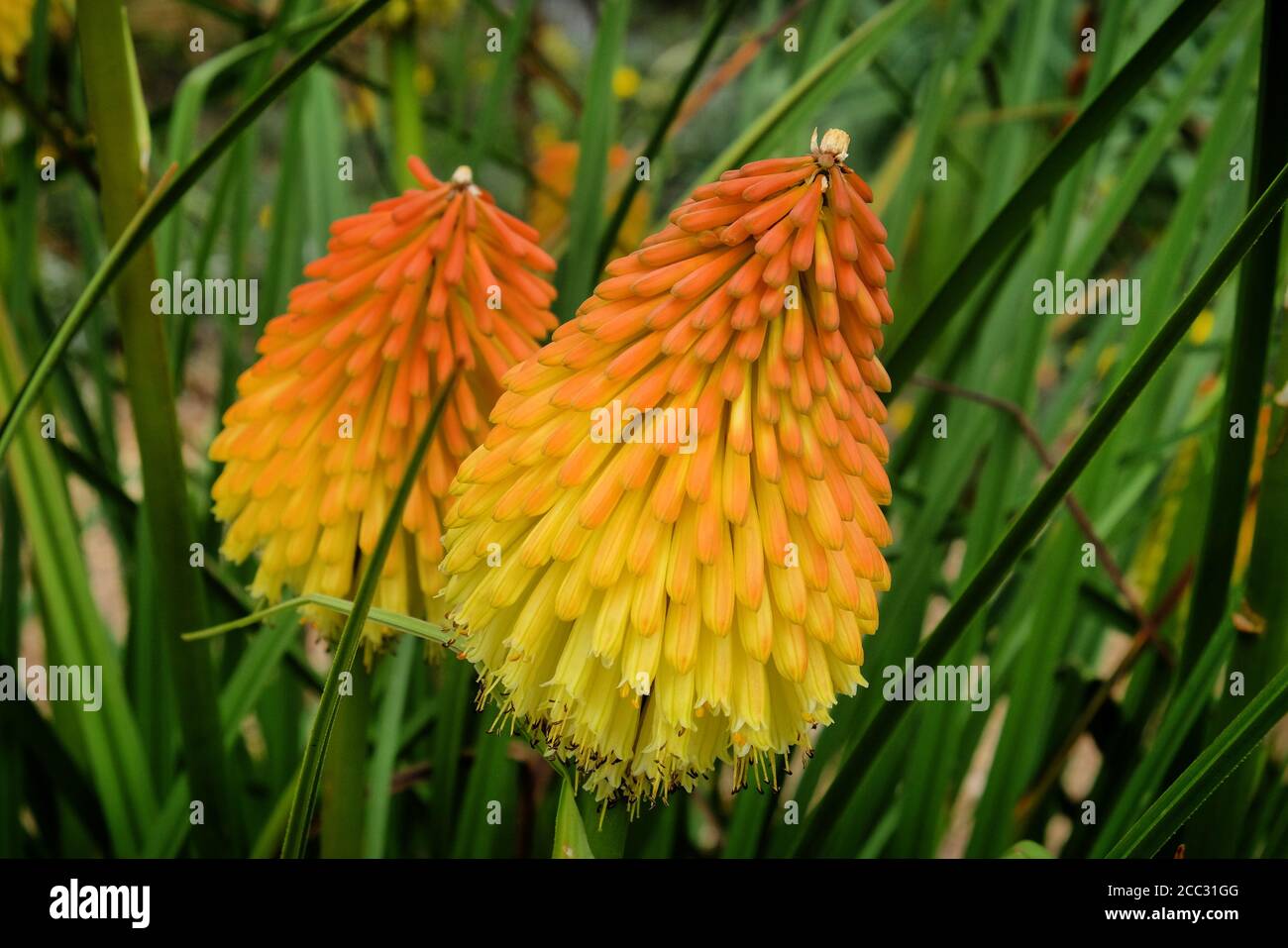 Orangefarbene und gelbe Spitzen von Kniphofia 'Nobilis' in Blüte Stockfoto