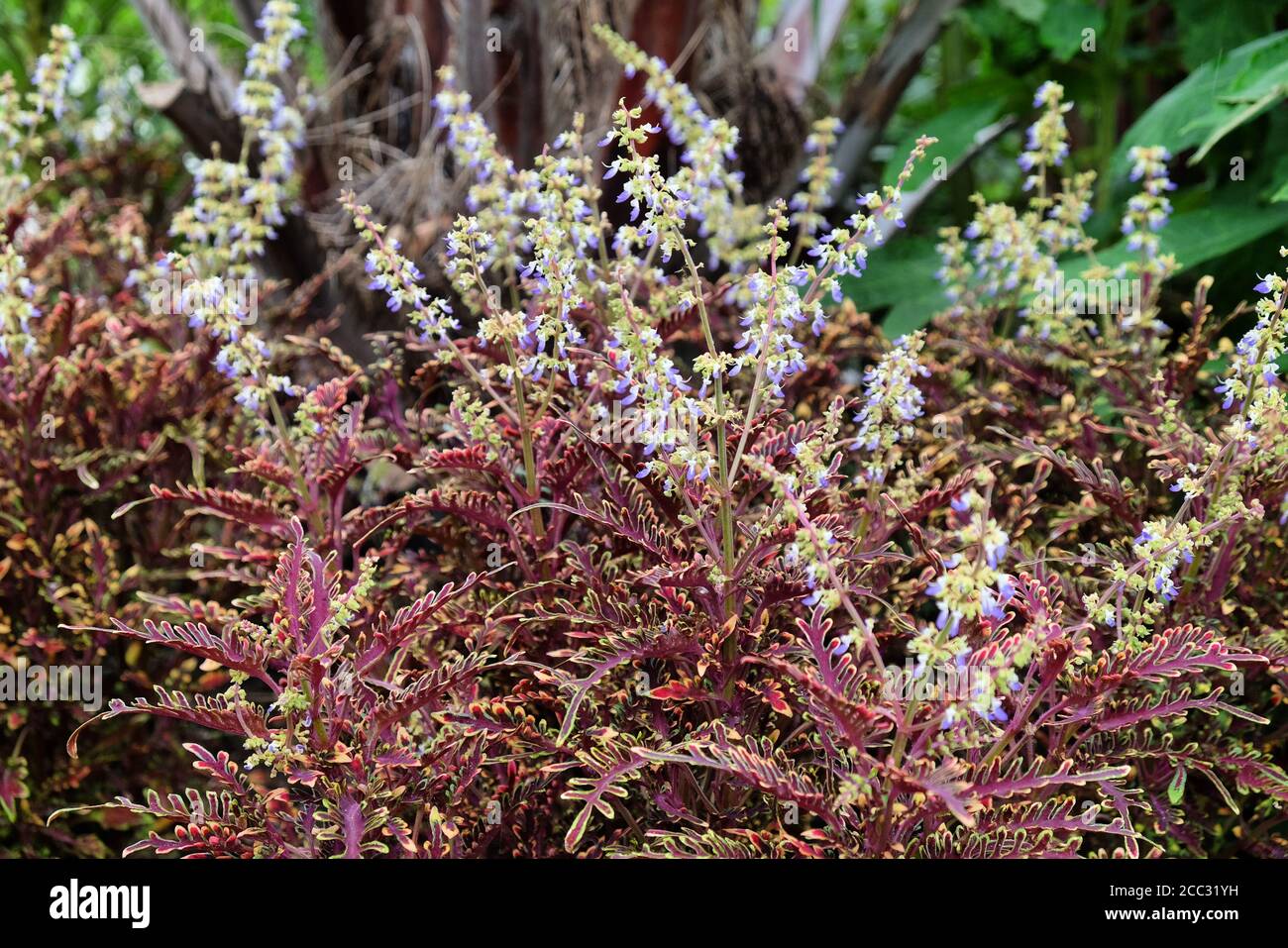 Solenostemon scutellarioides 'Kiwi Fern' in Blüte Stockfoto