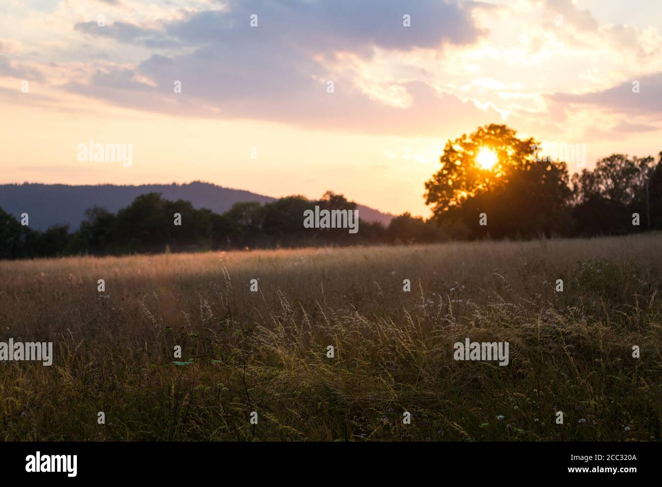 Feld bei Sonnenuntergang - untergehende Sonne hinter den Bäumen, Sommerabend auf dem Land Stockfoto