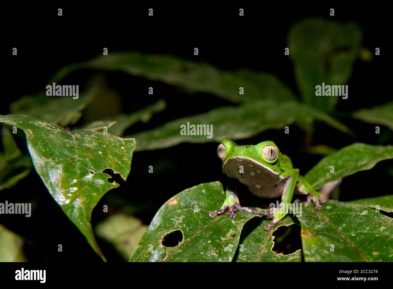 Ein weißer Laubfrosch (Phyllomedusa vaillantii) Ruhen auf einem Blatt in der Nähe eines Wasserpools in der Amazonas-Regenwald Stockfoto