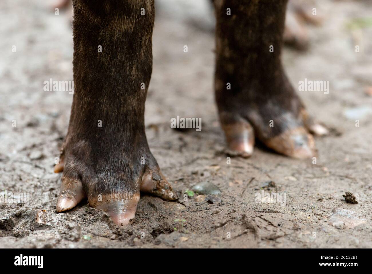 Die Füße eines südamerikanischen Tapirs (Tapirus terrestris) Stockfoto