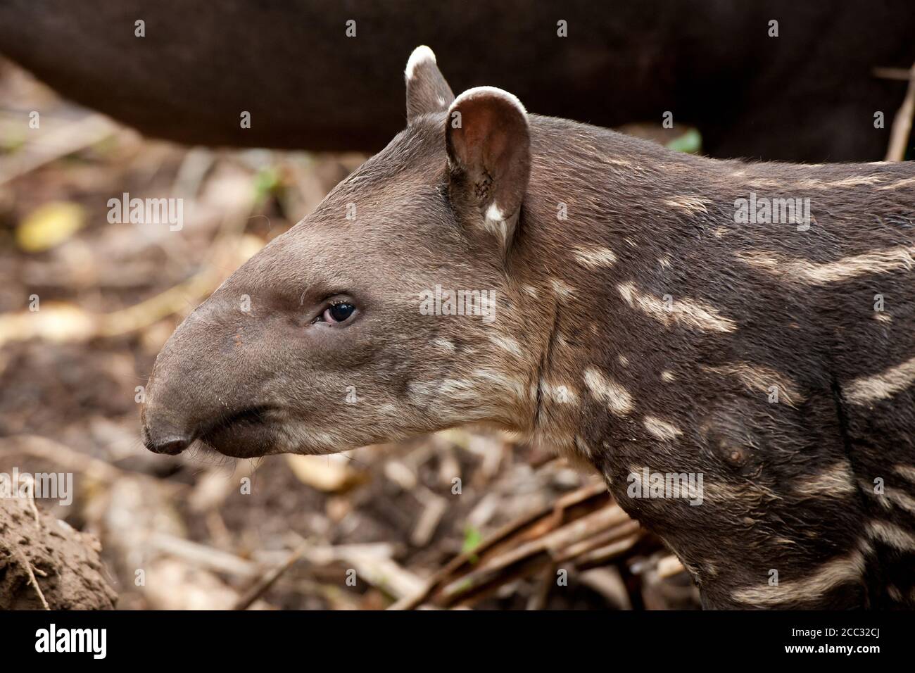 Eine juvenile südamerikanischen Tapir (Tapirus Terrestris) im ecuadorianischen Amazonas-Regenwald Stockfoto