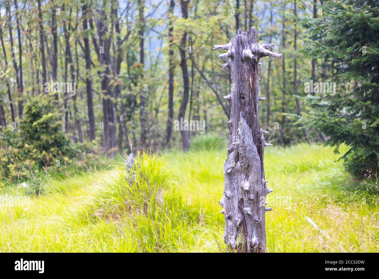 Stumpf des toten Baumes - auf einer grünen Wiese Im Wald Stockfoto