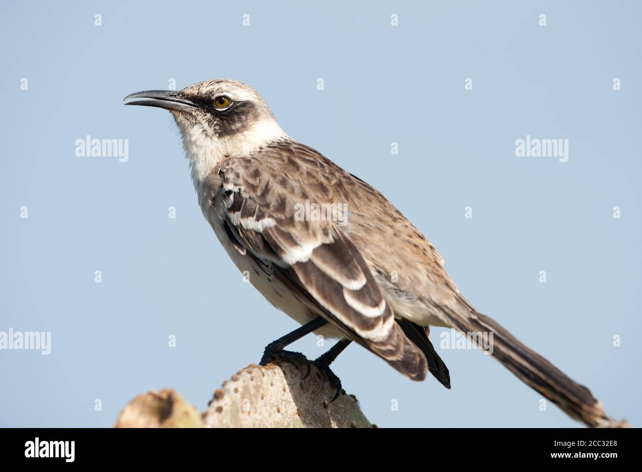 Galapagos-Mockingbird (Mimus parvulus) Stockfoto