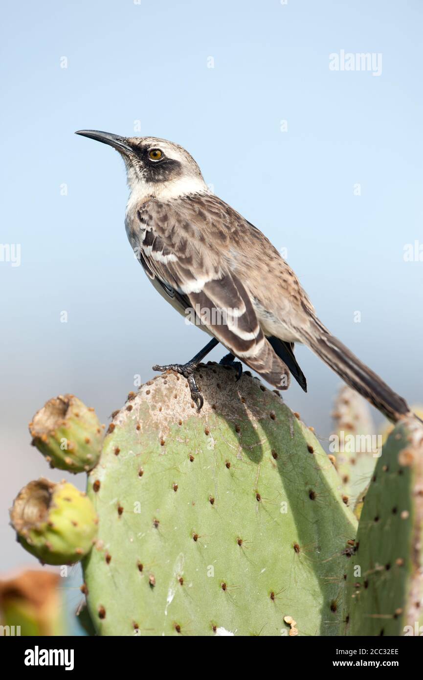 Galapagos-Mockingbird (Mimus parvulus) Stockfoto