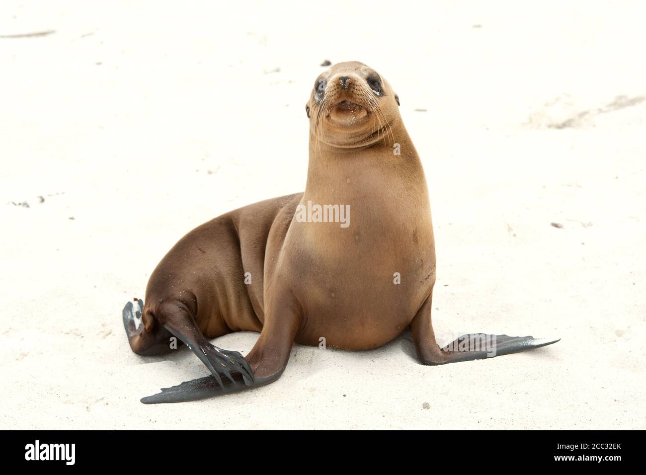 Ein junger Galapagos Sealion (Zalophus wollebaeki) am Strand Stockfoto