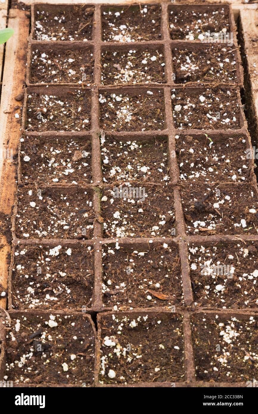 Tablett mit Torfmoos Behälter gefüllt mit angereichertem Humus bereit für die Pflanzung Sämlinge in. Stockfoto