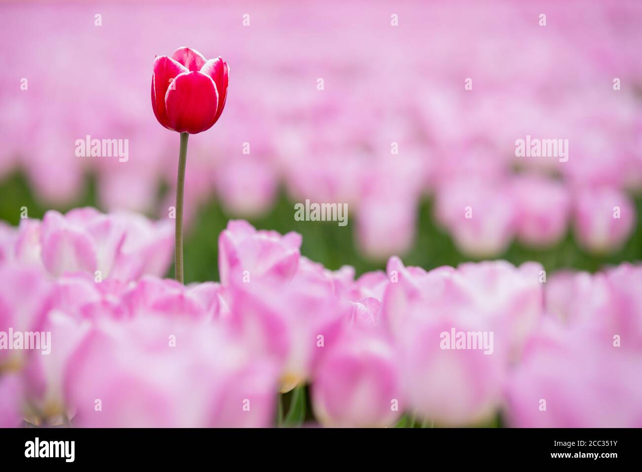 Tulpe Blumen für Schnitt Blumenmarkt wächst in einem Ein Stockfoto