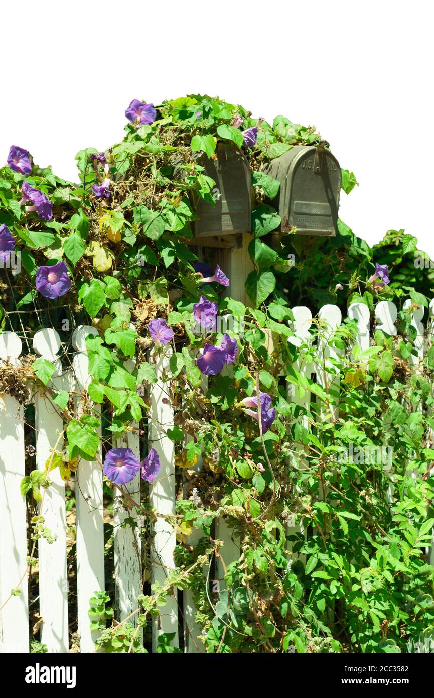 Isolierte alte Briefkästen durch einen alten weißen Zaun. Morning Glory Blumen und Reben bedecken die Briefkästen und den Zaun. Stockfoto