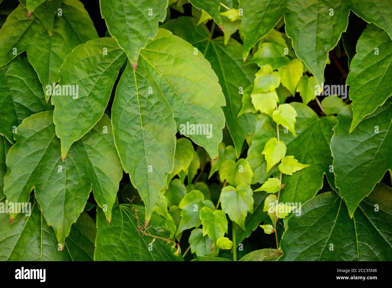 Veitchii boston ivy Fotos und Bildmaterial in hoher Auflösung Alamy