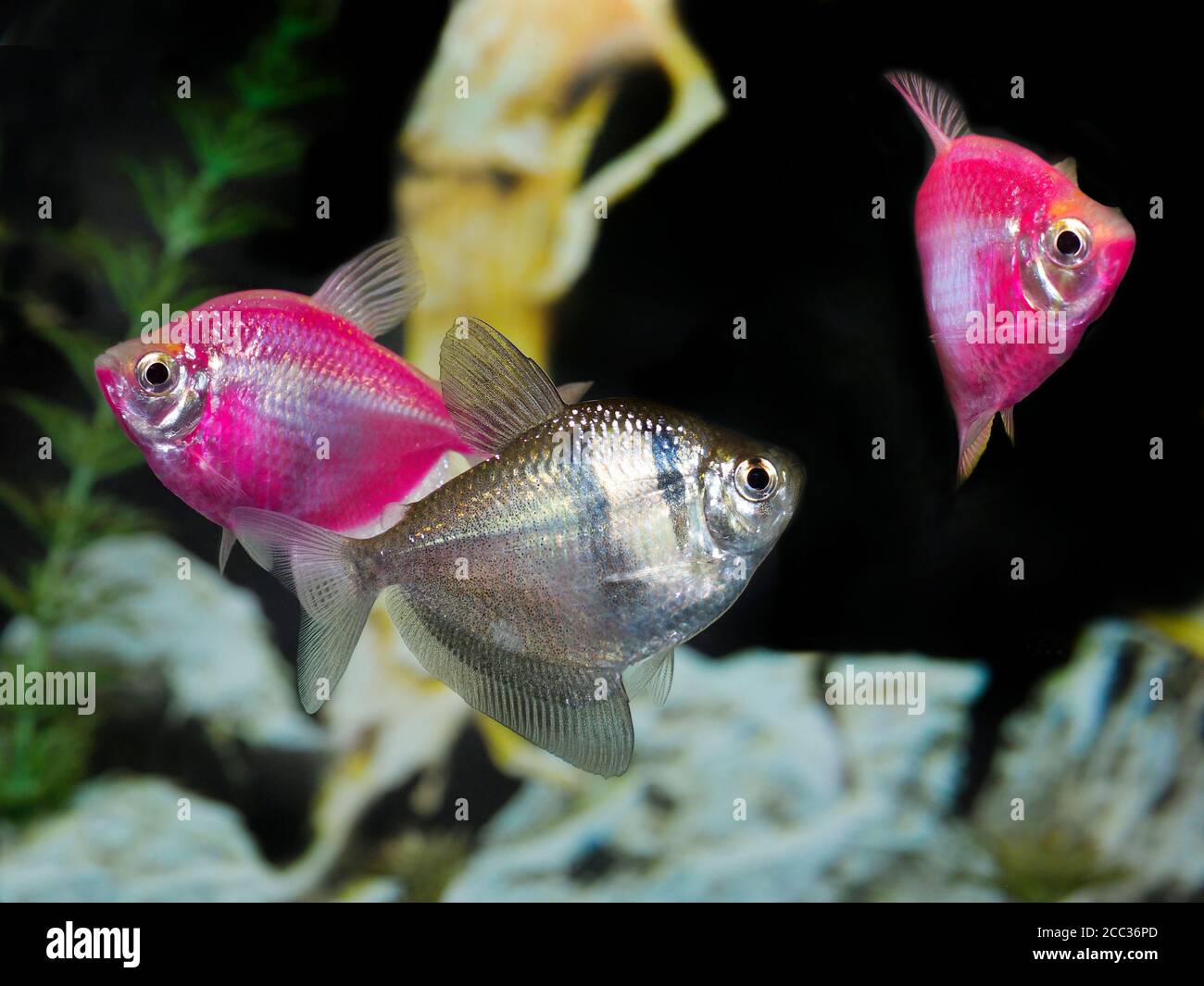 Nahaufnahme von zwei Pink Glow Fish und einer Black Widow Tetra in einem Aquarium Stockfoto