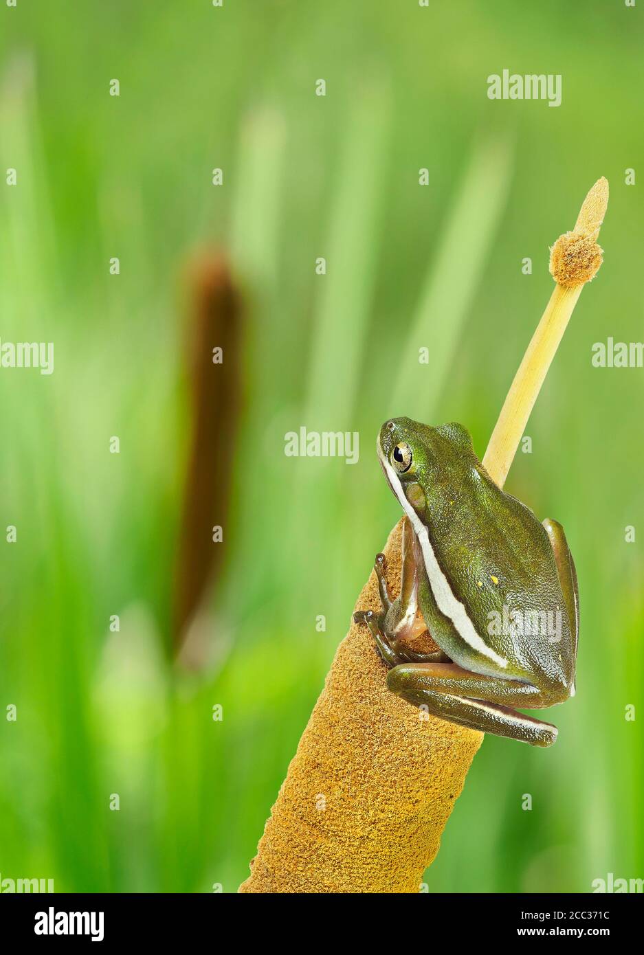 Nahaufnahme Fokus gestapeltes Bild eines Eichhörnchen Baumfrog auf einem Am Rande eines Sumpfes Stockfoto
