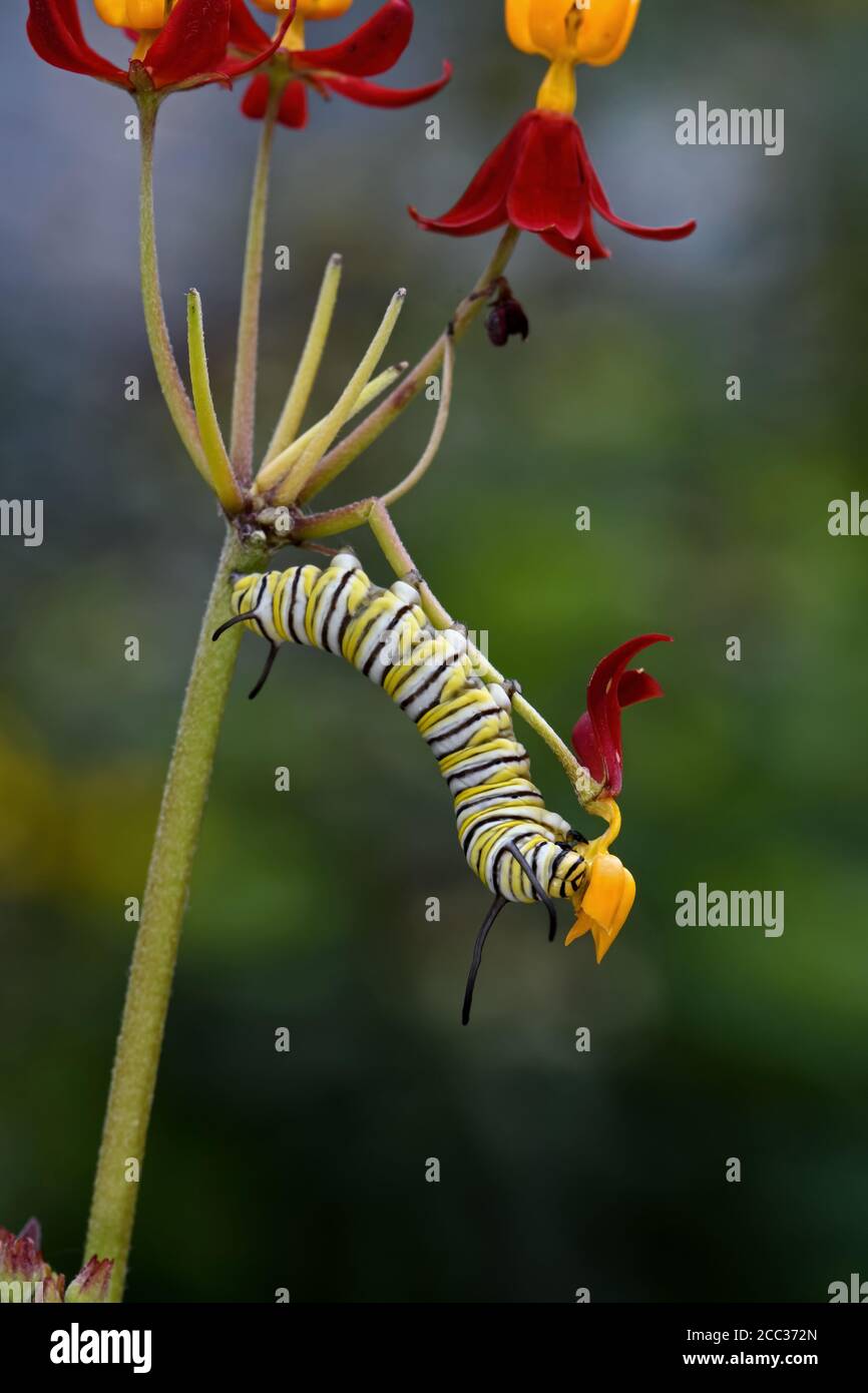 Monarch Schmetterling Raupe auf tropischen oder einjährigen Milchkrautkraut. Es ist ein Milchkrautfalter und der weibliche Eiablage-Monarch bevorzugt das jährliche Milchkrautkraut Stockfoto