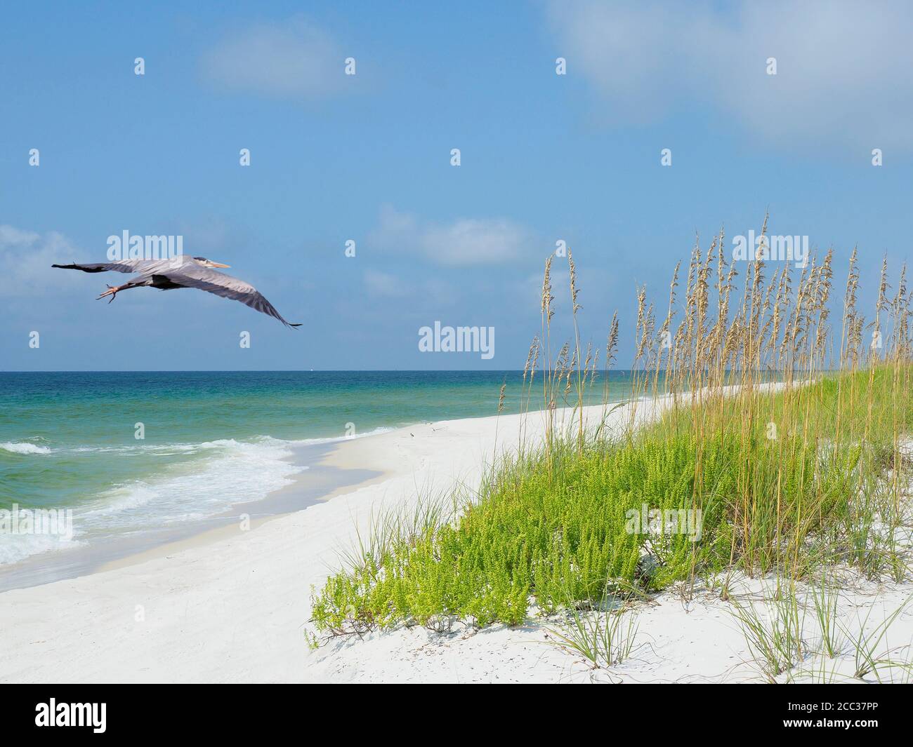 Great Blue Heron Fliegt Über Den Wunderschönen White Sand Florida Beach Stockfoto