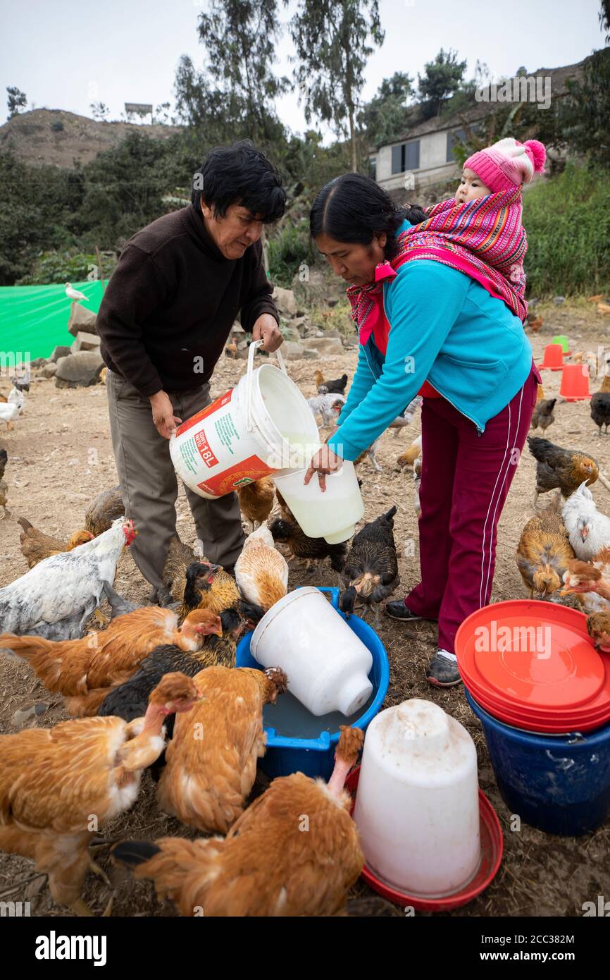 Ein Mann und eine Frau, die ein Baby auf dem Rücken tragen, arbeiten zusammen, um ihre Hühner auf ihrer kommerziellen Hühnerfarm im Pachamac District, Peru, Südamerika, zu füttern und zu bewässern. Stockfoto