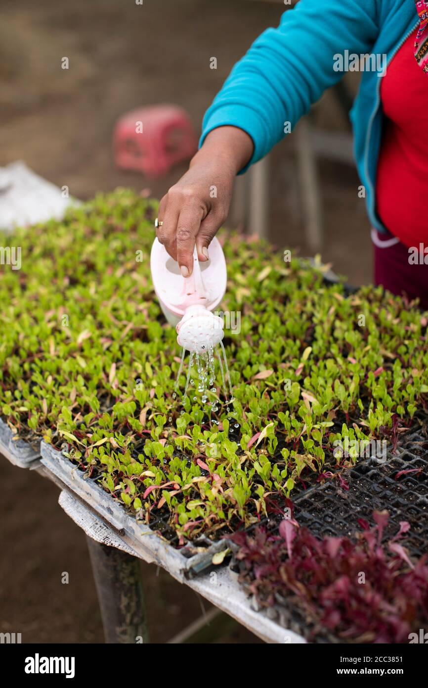 Die Gemüsesämlinge von Swiss Chard werden mit einer Gießkanne in einer Gemüseschule in einem Gewächshaus im Bezirk Pachamac, Peru, Südamerika bewässert. Stockfoto