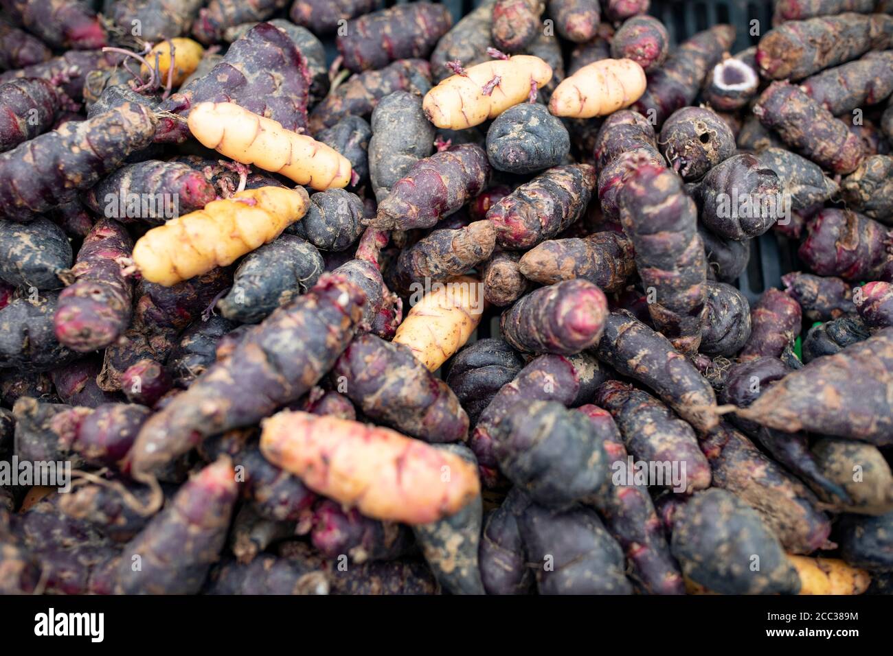 Oxalis tuberosa, Oca auf Spanisch, ist eine Knolle, die in Peru, Südamerika angebaut wird. Stockfoto