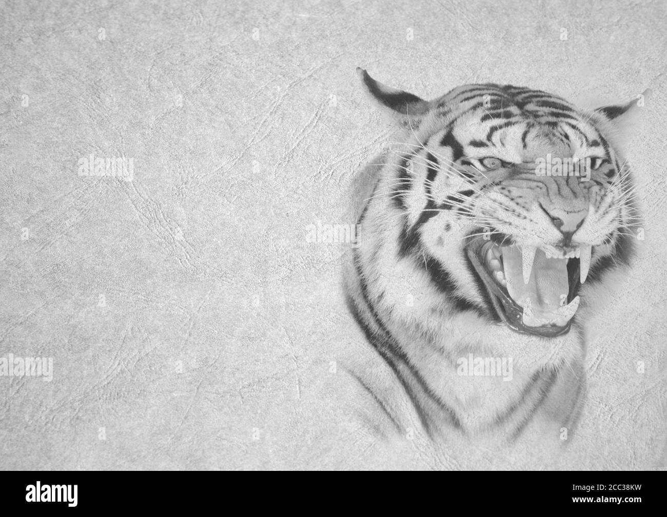 Graustufen Schwarz-Weiß Faltbare Karte Bild eines Angry Tiger Gesicht auf Leder-Typ Strukturpapier mit Überschrift und Großer Textbereich Stockfoto
