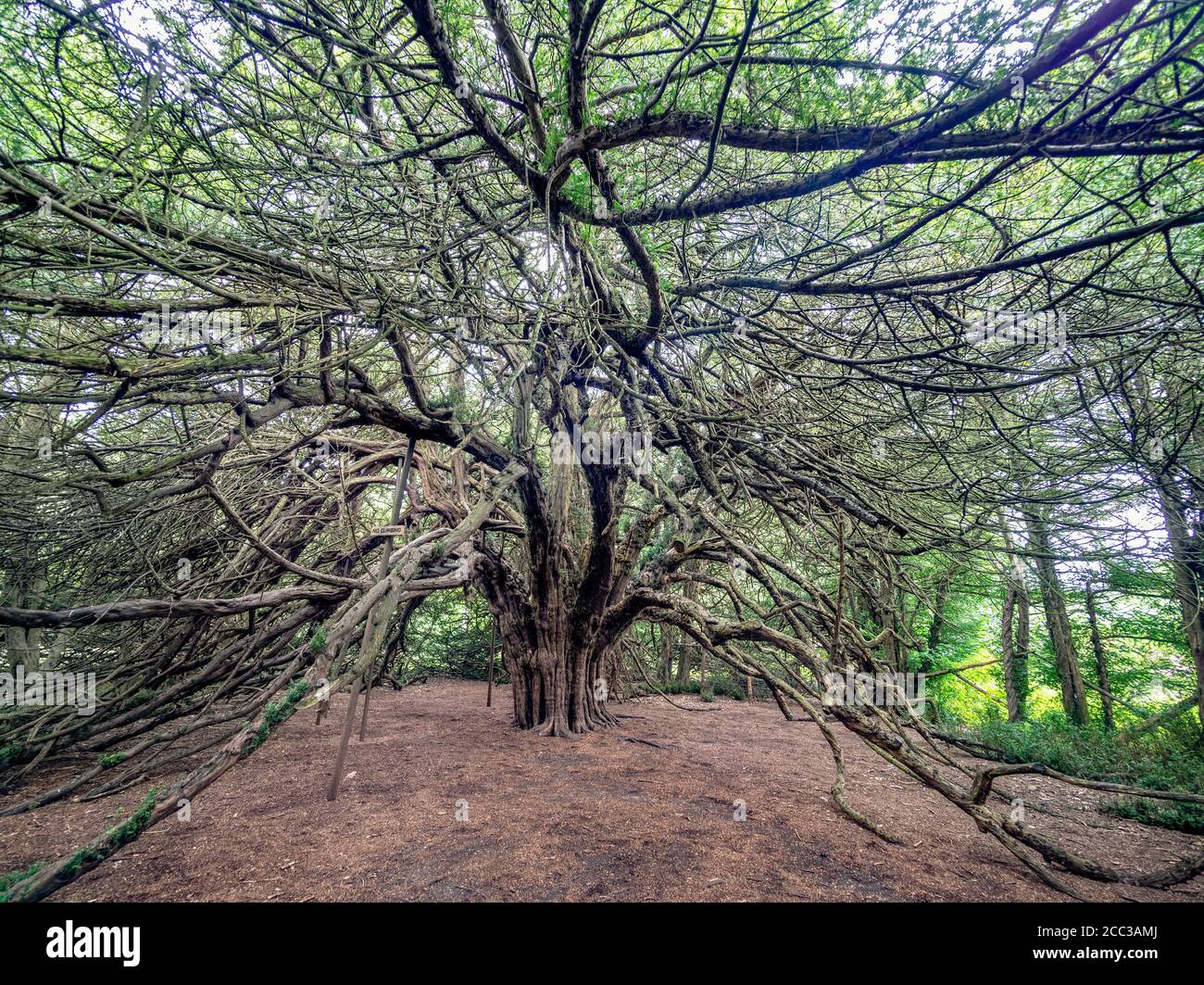 Groe Eibe von Ormiston, East Lothian, Schottland, Grobritannien  Stockfotografie - Alamy