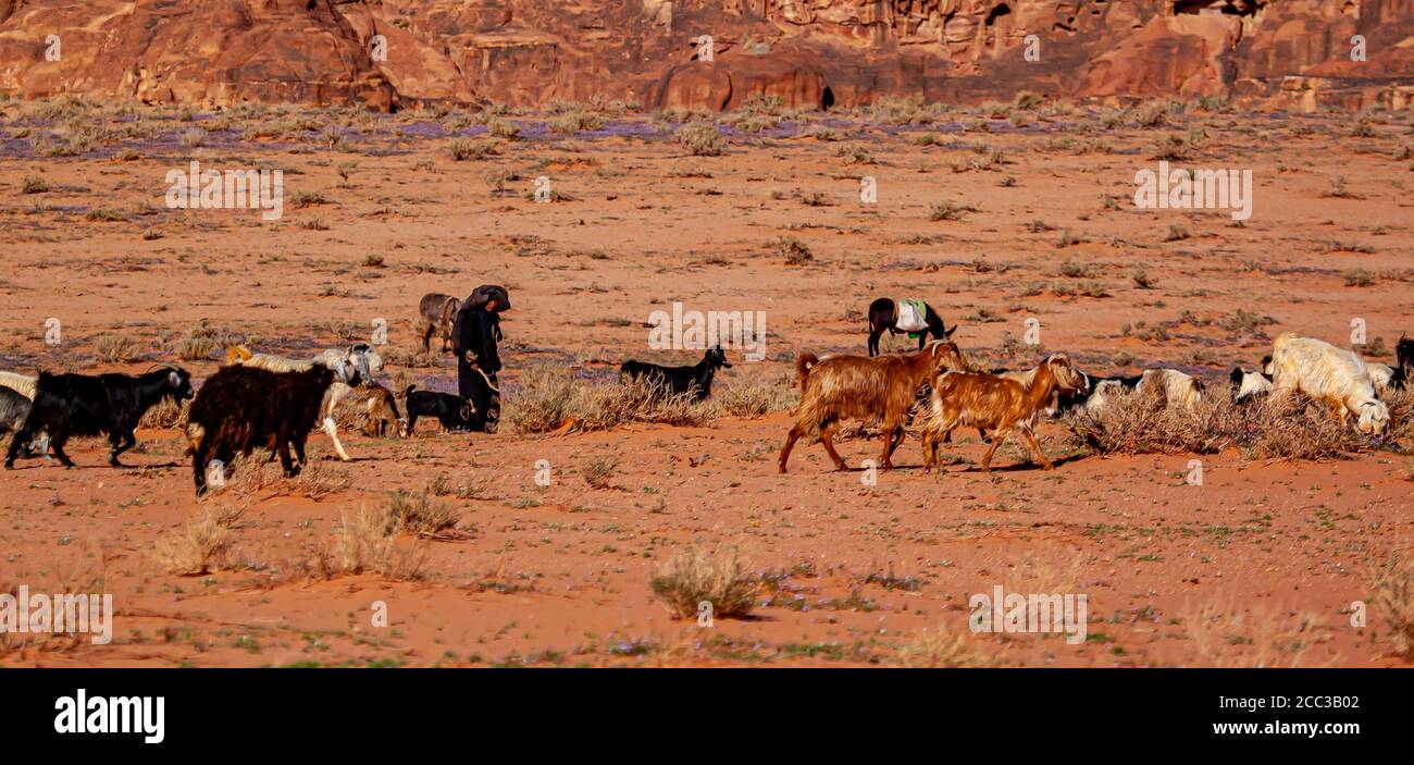 Wadi Rum, Jordanien 03/31/2010: Eine traditionell gekleidete ältere Beduinenfrau läuft mit einer Ziegenherde am Sand der Wadi Rum Wüste. Das Tier Stockfoto