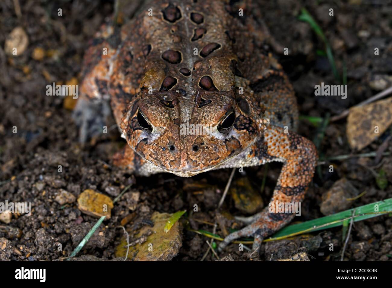 Nahaufnahme der amerikanischen Kröte im Garten. Es ist eine häufige Art von Kröte in den östlichen USA und Kanada gefunden. Stockfoto