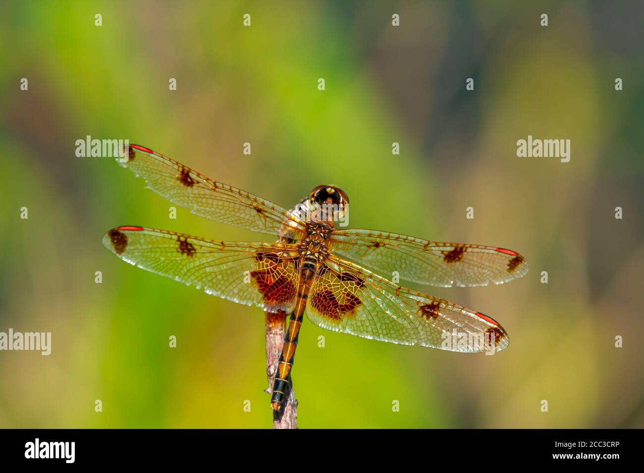 Nahaufnahme von oben nach unten Bild einer männlichen halloween Wimpel (Celithemis eponina) Libelle. Diese im Osten der USA heimische Art hat einen orangegelben Körper mit da Stockfoto