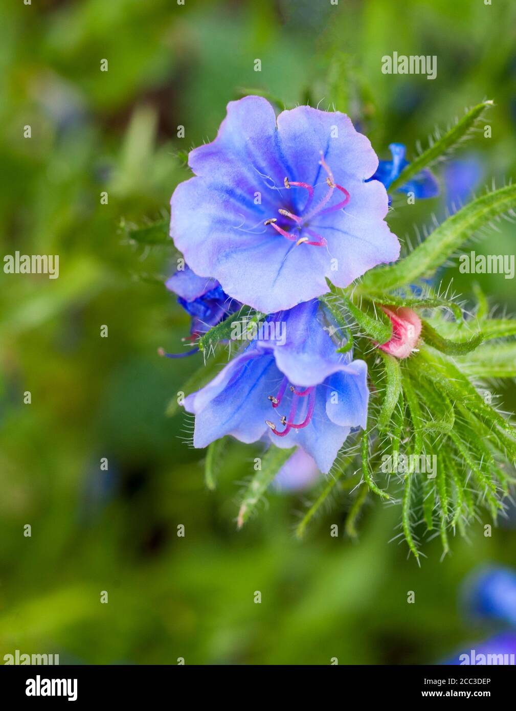 Nahaufnahme von Echium vulgare Blue Bedder Vipers bugloss eine winterharte jährliche - Biennale mit blauen Blüten im Sommer, die selbst Samen reichlich, wenn links.. Stockfoto