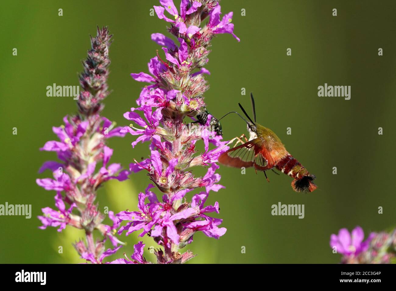 Kolibri Motte auf Purple Loose Streit Stockfoto