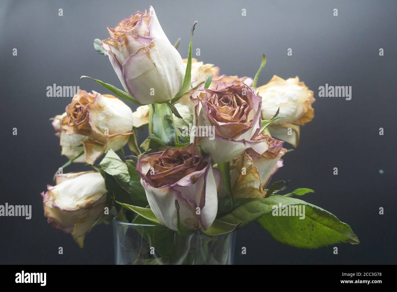 Schneiden Sie Rosen ein wenig hinter ihrer Blüte und sterben Stockfoto