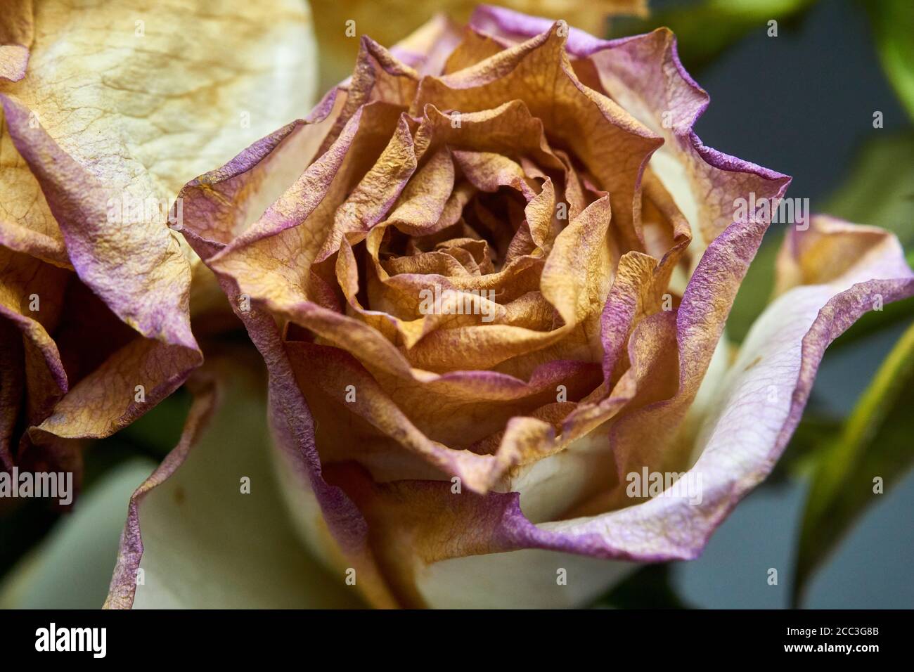 Schneiden Sie Rosen ein wenig hinter ihrer Blüte und sterben Stockfoto