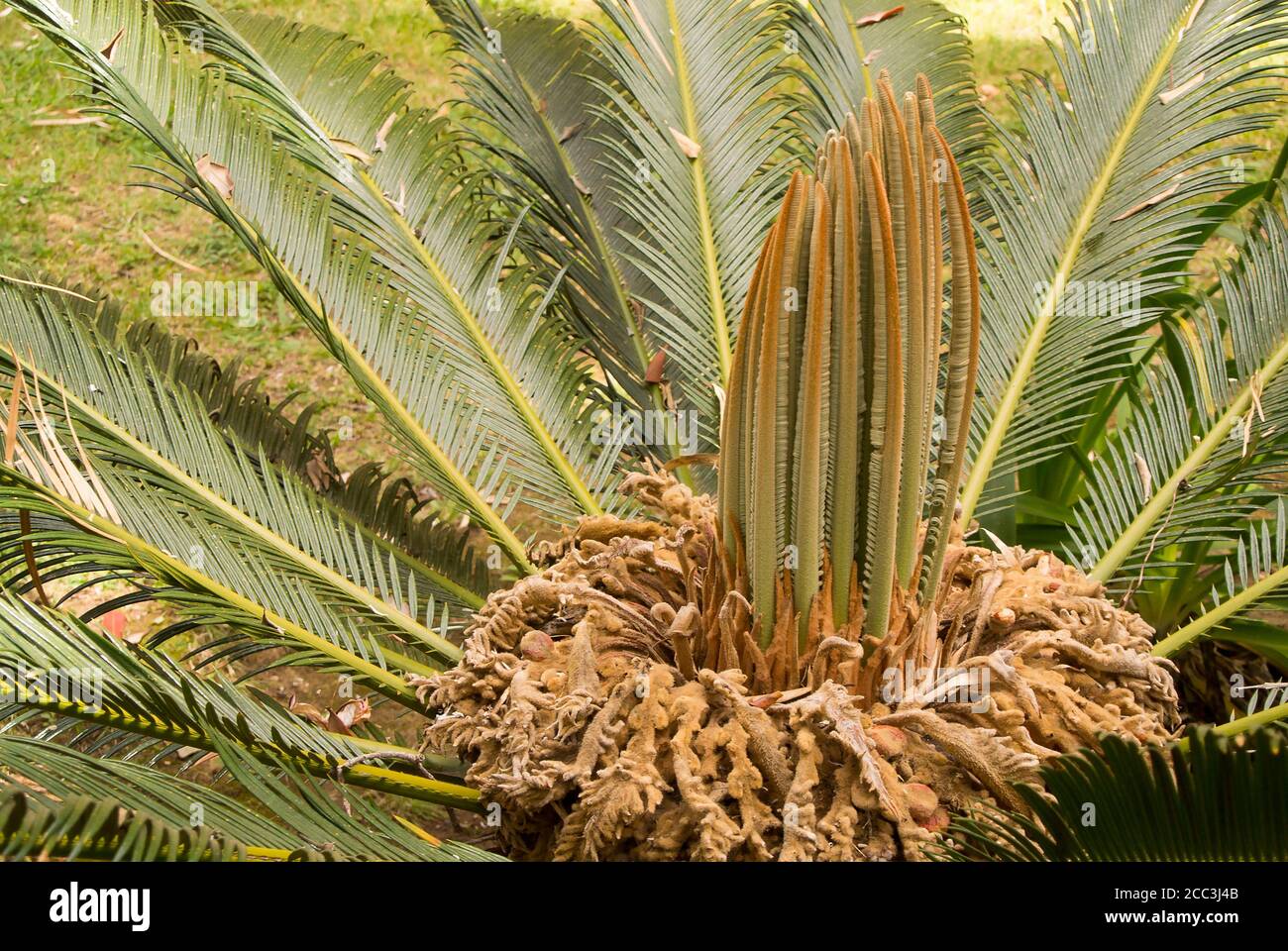 Im Sommer blühen die weiblichen Palmenblüten der Cycas revoluta zu immergrünen Blättern Stockfoto