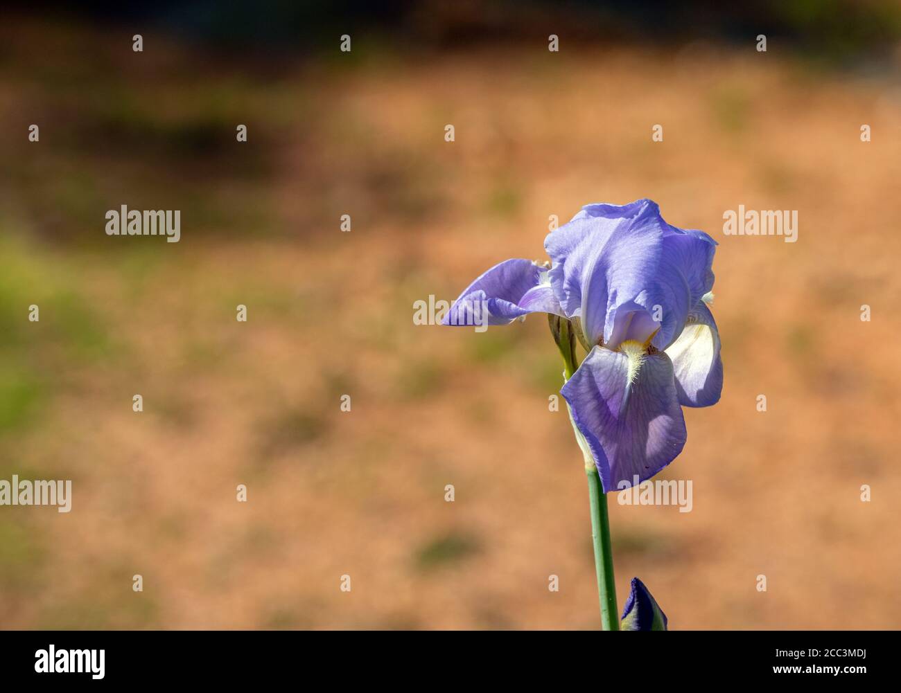 Lavendel ist einer der häufigsten Farbtöne in der Iris Familie. Dieser wächst in Missouri und ist ein augenreizender Genuss gegen die bräunliche Orange de Stockfoto