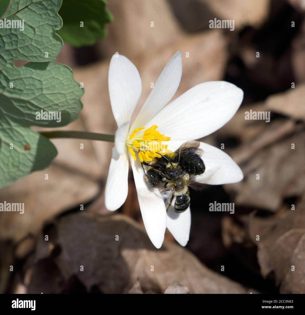 Große Bergbaubiene, Andrena sp. Und Cellophane Biene, Colletes sp. Wettbewerb um Territorium oder Pollen von Bloodroot, Sanguinaria canadensis, Blume. Stockfoto