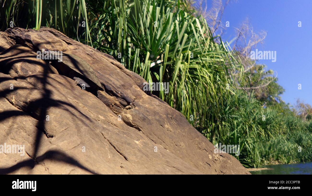 Golfschnappschildkröte (Elseya lavarackorum) gut getarnt auf Felsen, während sie sich in der Sonne sonnen, Boodjamulla (Lawn Hill) National Park, Outback Queenslan Stockfoto