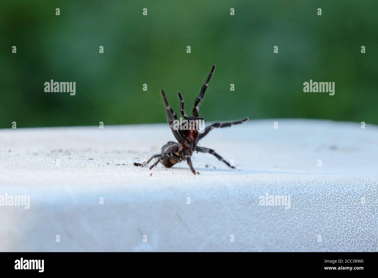 Sydney Funnel Web Spider in klassischer Schlagposition Stockfoto