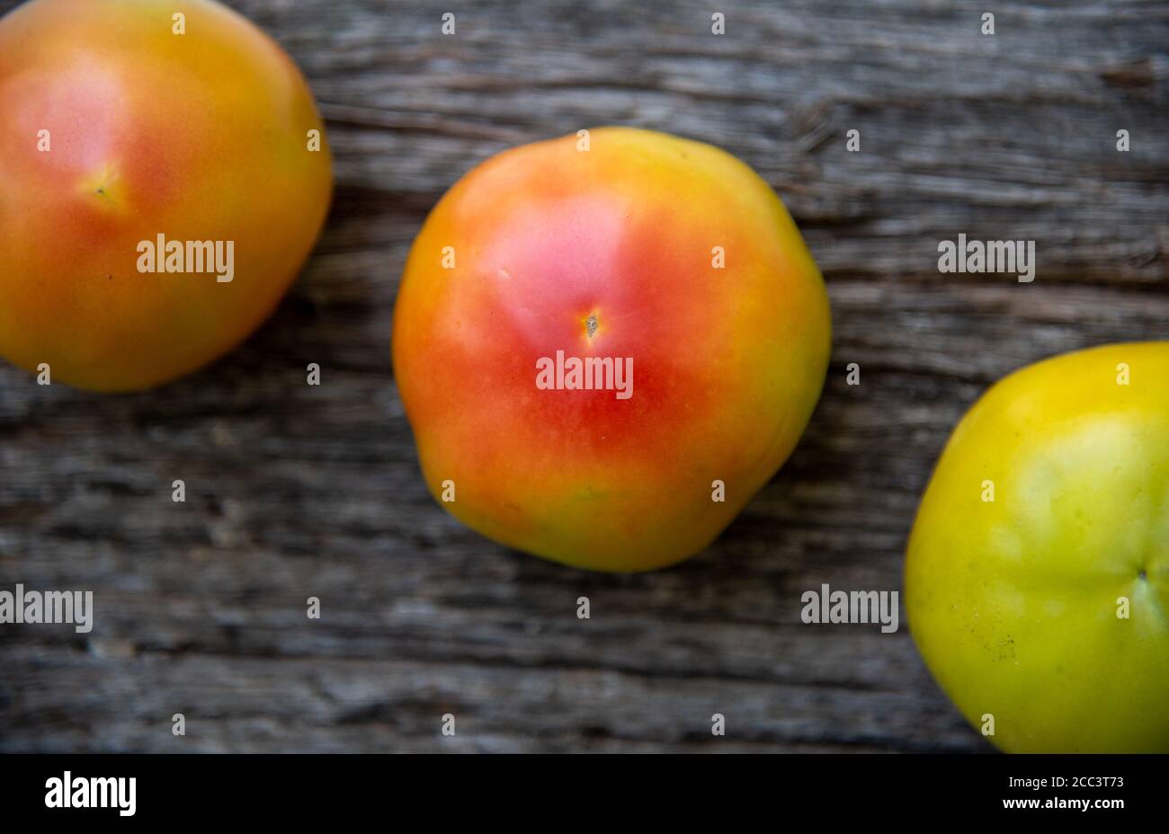 Tomaten der Gaucho-Arten geerntet, während noch grün. Tomaten für den Salatkonsum. Menschliche Nahrung. Gemüse als Gewürze und Ergänzungen verwendet. Stockfoto