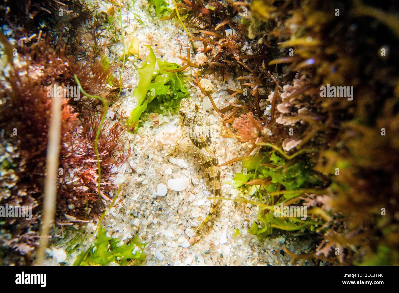 Ein jugendlicher Wooly Sculpin (Clinocottus analis), der zwischen Felsen gegen einen sandigen Boden in La Jolla Cove, San Diego, Kalifornien, sitzt. Stockfoto