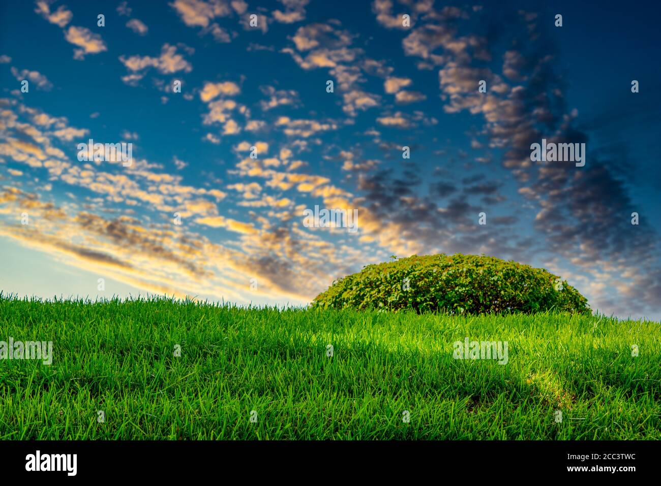 Schöner Sonnenuntergang über einem Grasfeld Stockfoto