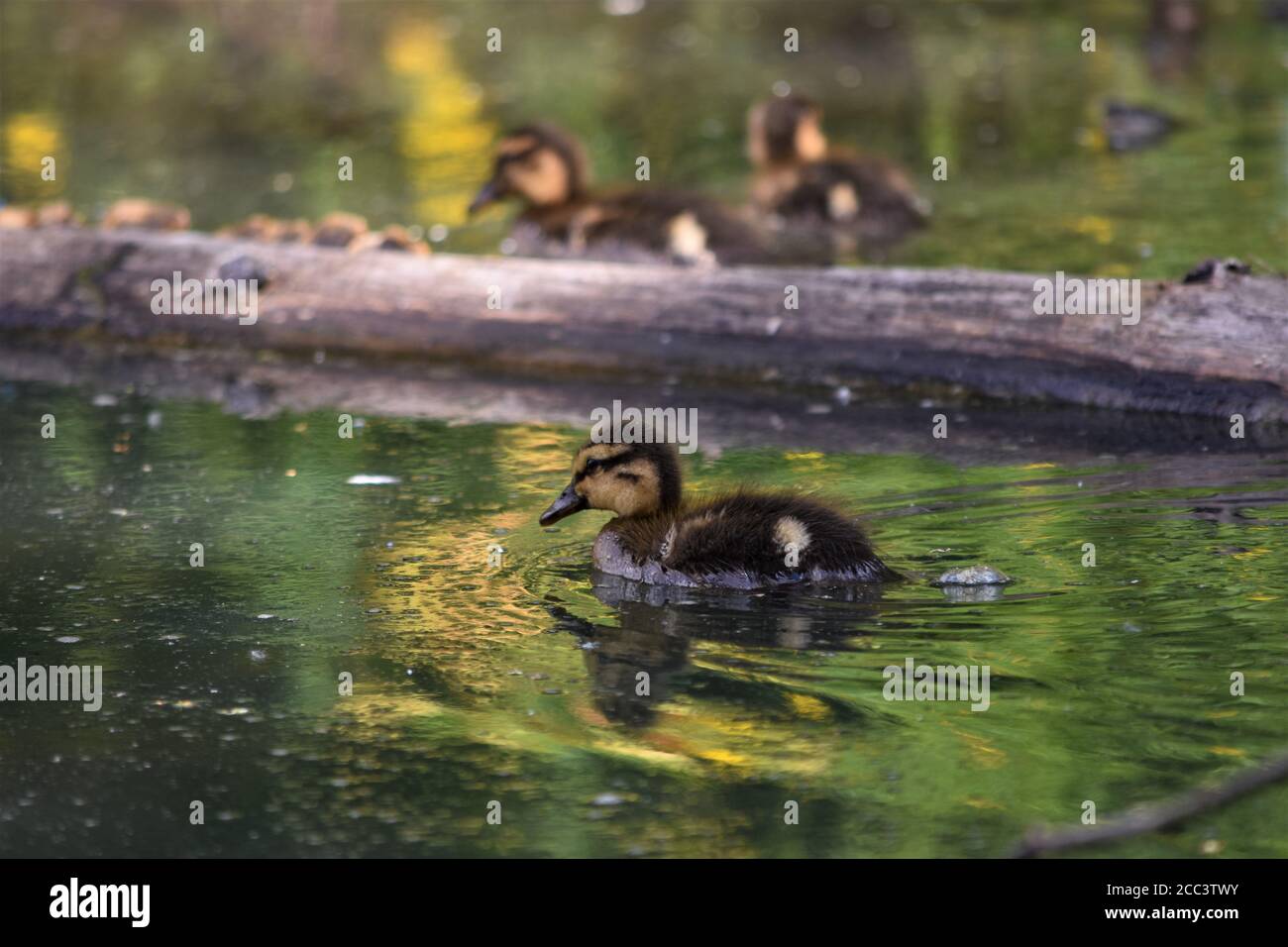 Niedliche Stockente Ente Stockfoto