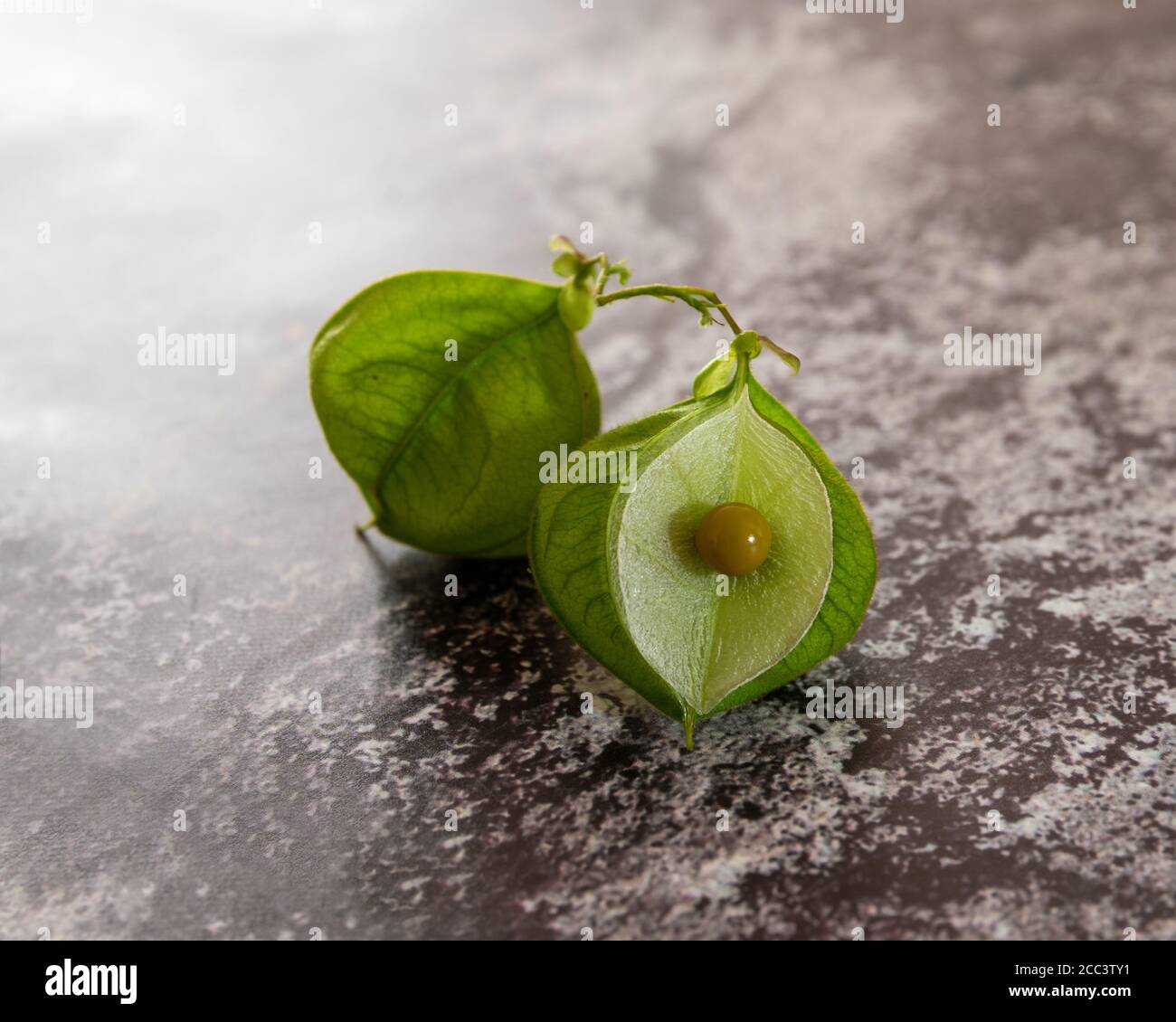 Cardiospermum halicacabum Love-in-a-Puff bekannt als Ballonpflanze oder Liebe In einem Zug Stockfoto