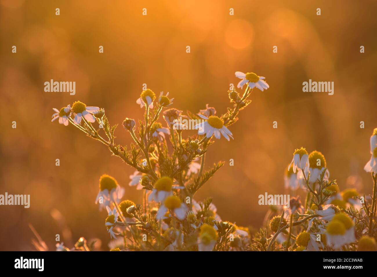 Kamille blüht zu goldener Stunde Zirbelkraut wilde Kamille Matricaria discoidea Stockfoto