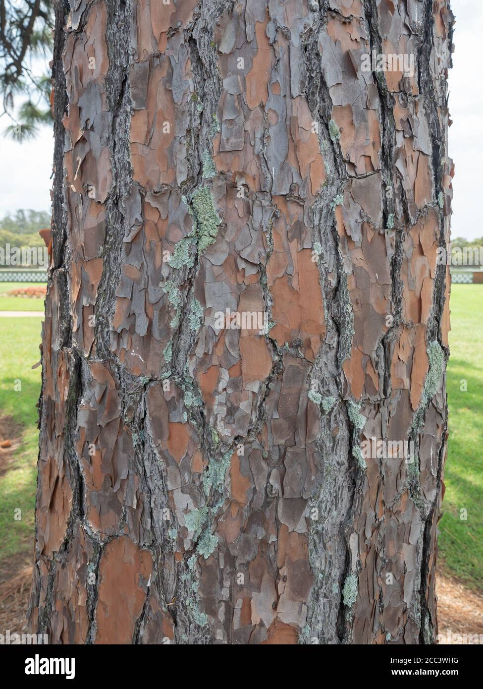 Wunderschöne Kiefernbaum Rinde Textur Stockfoto