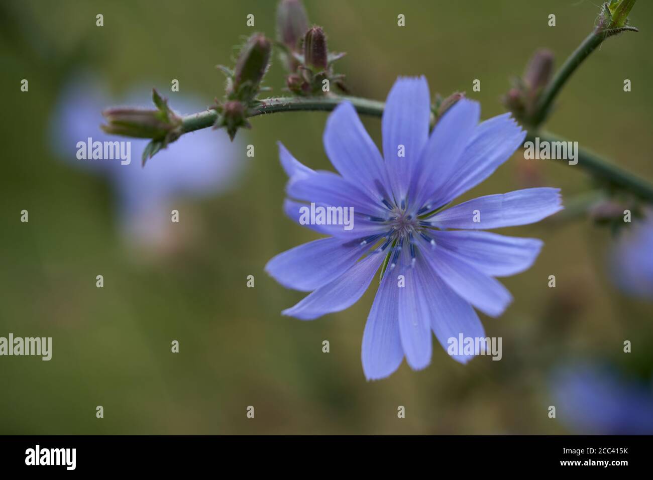 Heilpflanze Cichorium intybus in der Waldwiese. Bekannt als Zichorie oder wilde Cichorei. Detail der blauen Wildblume. Stockfoto