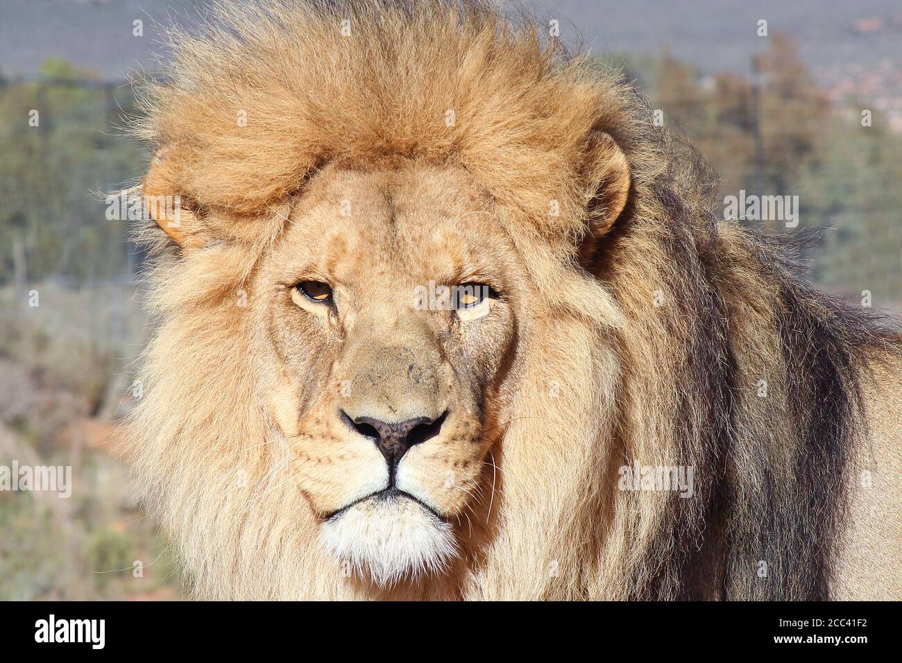 Ein großer männlicher Löwe versucht, den Fotografen mit seinem Stare einzuschüchtern. Stockfoto