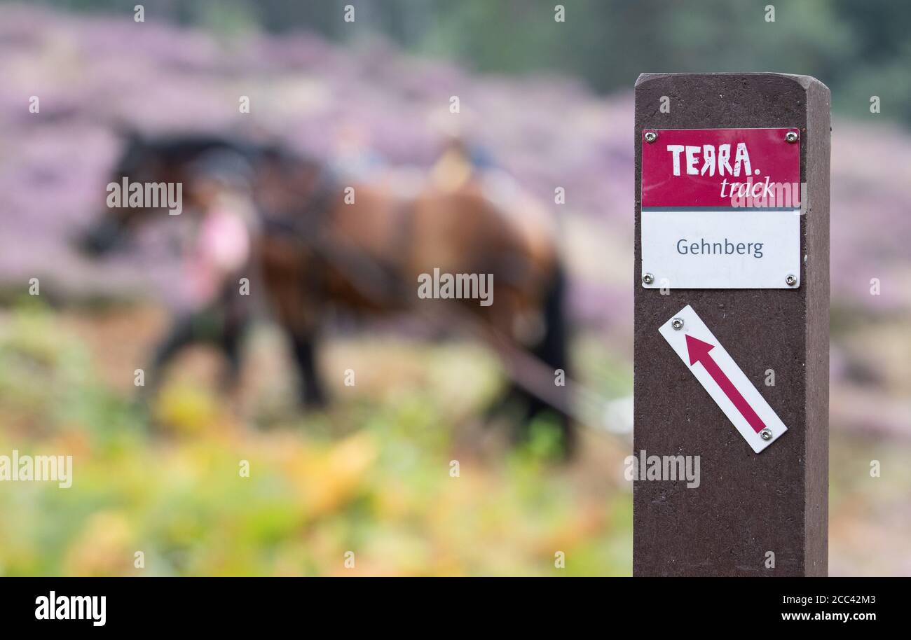 18. August 2020, Niedersachsen, Bramsche: 'Terra Track - Gehnberg' ist auf einem Schild. Im Hintergrund arbeitet das Arbeitstier Hanna, Rheinland-deutsches Kaltblut, mit einem Adlerfarnroller auf dem Farn im Terra Vita Natur- und Geopark. Auf dem Naturdenkmal 'Heide am Gehn' wird die Heide seit mehreren Jahren in verschiedenen Abschnitten revitalisiert. In diesem Pilotprojekt werden Pferde im Naturschutz und Landschaftspflege eingesetzt. Die Brackenrolle stammt ursprünglich aus England und ist die ökologischste Technik, um Bracken zu versetzen. Foto: Friso Gentsch/dpa Stockfoto