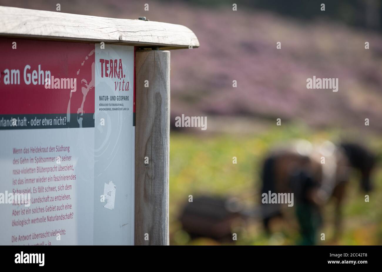18. August 2020, Niedersachsen, Bramsche: 'Unterwegs' und 'Terra Vita' steht auf einem Schild. Im Hintergrund arbeitet das Arbeitstier Hanna, Rheinland-deutsches Kaltblut, mit einem Adlerfarnroller auf dem Farn im Natur- und Geopark Terra Vita. Auf dem Naturdenkmal 'Heide am Gehn' wird die Heide seit mehreren Jahren in verschiedenen Abschnitten revitalisiert. In diesem Pilotprojekt werden Pferde im Naturschutz und Landschaftspflege eingesetzt. Die Brackenrolle stammt ursprünglich aus England und ist die ökologischste Technik, um Bracken zu versetzen. Foto: Friso Gentsch/dpa Stockfoto