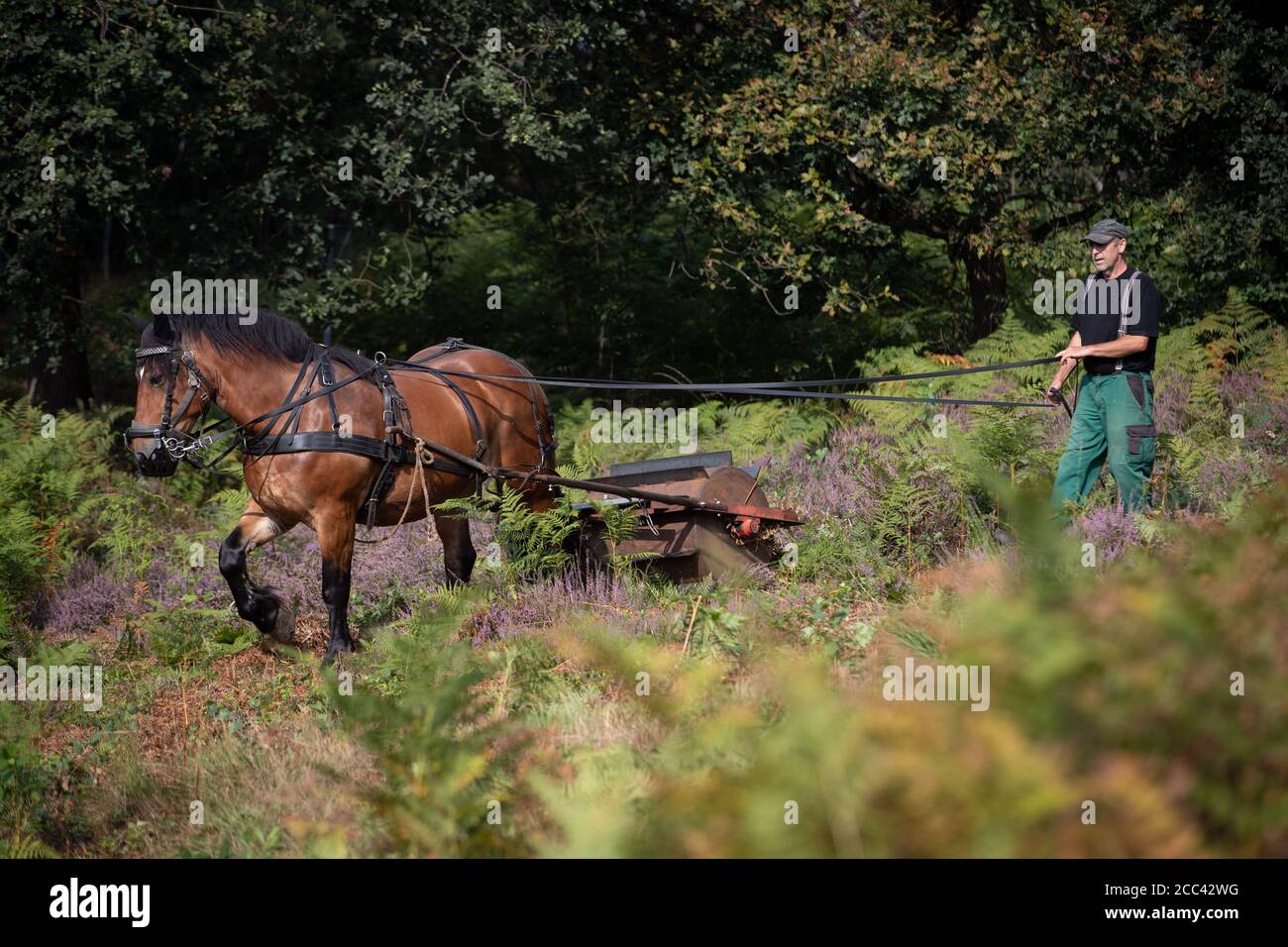 18. August 2020, Niedersachsen, Bramsche: Carters Bernd lange und das Arbeitstier Hanna, Rheindeutsches Kaltblut, benutzen eine Adlerfarnwalze, um den Farn im Terra Vita Natur- und Geopark zu bearbeiten. Auf dem Naturdenkmal 'Heide am Gehn' wird die Heide seit mehreren Jahren in verschiedenen Abschnitten revitalisiert. In diesem Pilotprojekt werden Pferde im Naturschutz und Landschaftspflege eingesetzt. Die Brackenrolle stammt ursprünglich aus England und ist die ökologischste Technik, um Bracken zu versetzen. Foto: Friso Gentsch/dpa Stockfoto