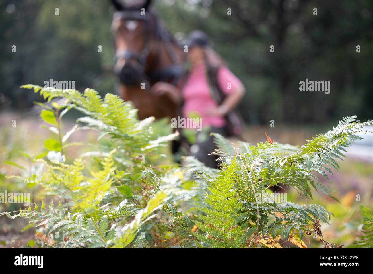 18. August 2020, Niedersachsen, Bramsche: Farn wächst auf einer Wiese. Im Hintergrund arbeitet das Arbeitstier Hanna, Rheinland-deutsches Kaltblut, mit einem Adlerfarnroller auf dem Farn im Terra Vita Natur- und Geopark. Auf dem Naturdenkmal 'Heide am Gehn' wird die Heide seit mehreren Jahren in verschiedenen Abschnitten revitalisiert. In diesem Pilotprojekt werden Pferde im Naturschutz und Landschaftspflege eingesetzt. Die Brackenrolle stammt ursprünglich aus England und ist die ökologischste Technik, um Bracken zu versetzen. Foto: Friso Gentsch/dpa Stockfoto