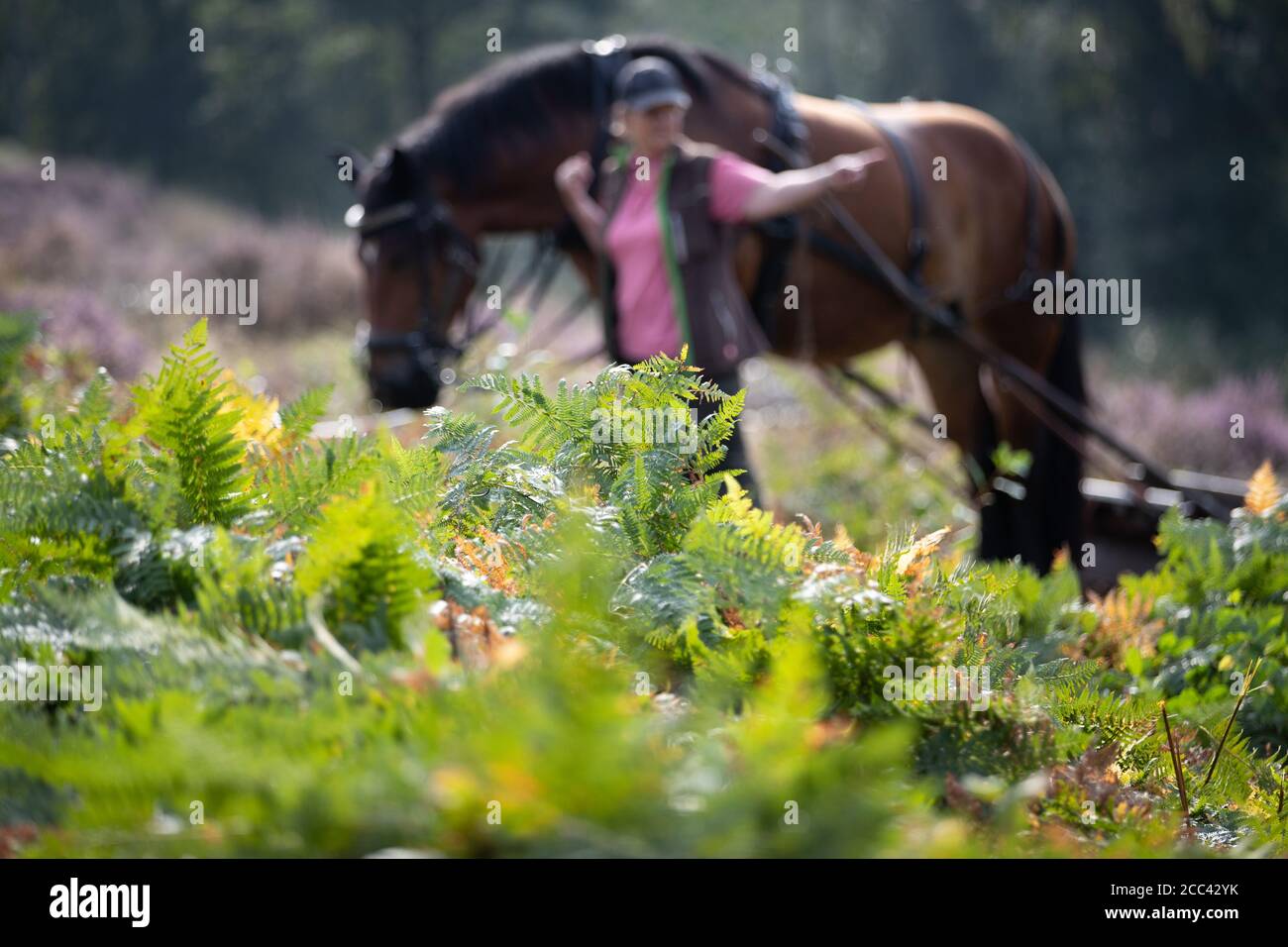 18. August 2020, Niedersachsen, Bramsche: Farn wächst auf einer Wiese. Im Hintergrund arbeitet das Arbeitstier Hanna, Rheinland-deutsches Kaltblut, mit einem Adlerfarnroller auf dem Farn im Terra Vita Natur- und Geopark. Auf dem Naturdenkmal 'Heide am Gehn' wird die Heide seit mehreren Jahren in verschiedenen Abschnitten revitalisiert. In diesem Pilotprojekt werden Pferde im Naturschutz und Landschaftspflege eingesetzt. Die Brackenrolle stammt ursprünglich aus England und ist die ökologischste Technik, um Bracken zu versetzen. Foto: Friso Gentsch/dpa Stockfoto